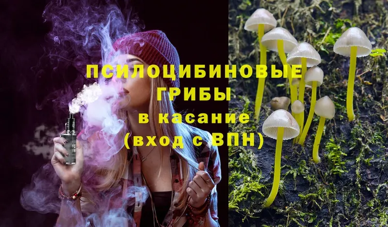 Галлюциногенные грибы Psilocybe  Муравленко 